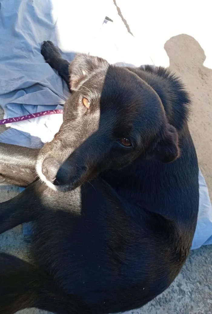 Cachorro raça SRD-ViraLata idade 1 ano nome SRD