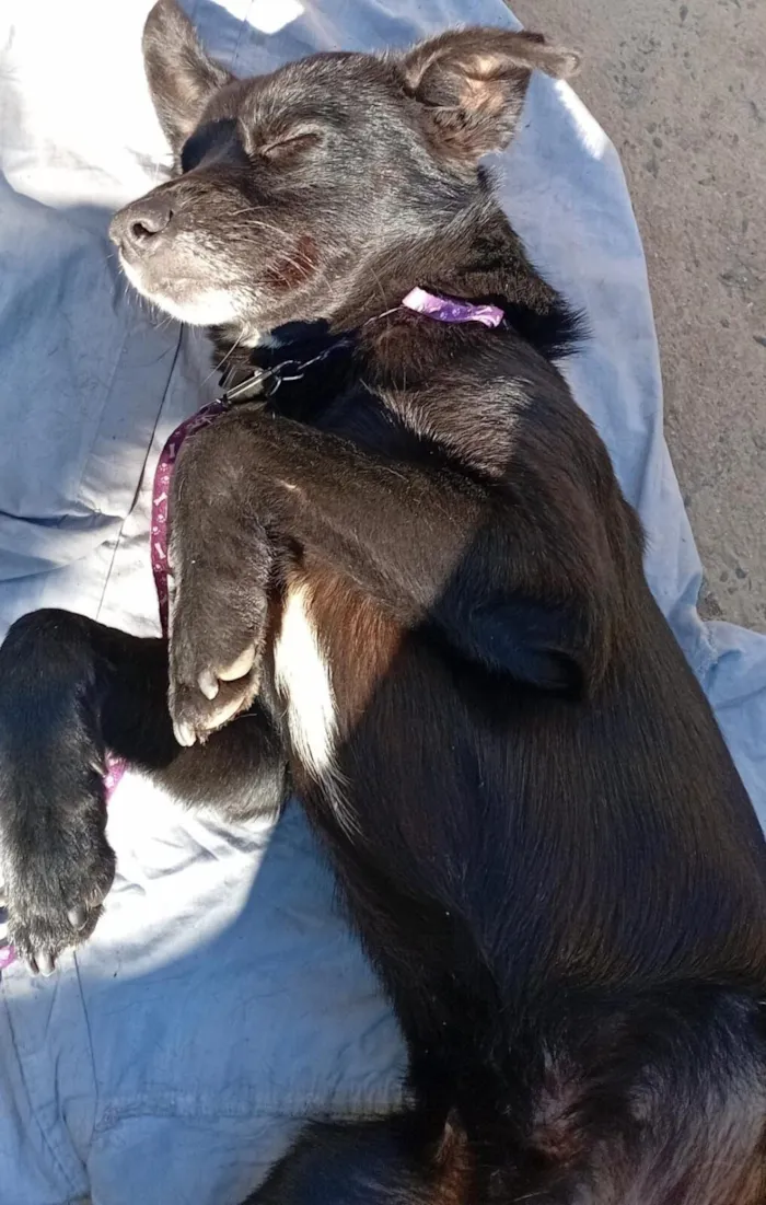 Cachorro raça SRD-ViraLata idade 1 ano nome SRD
