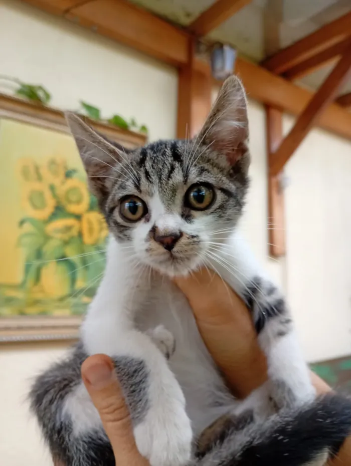 Gato raça SRD-ViraLata idade  nome sem nome