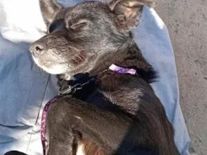 Cachorro raça SRD-ViraLata idade 1 ano nome SRD