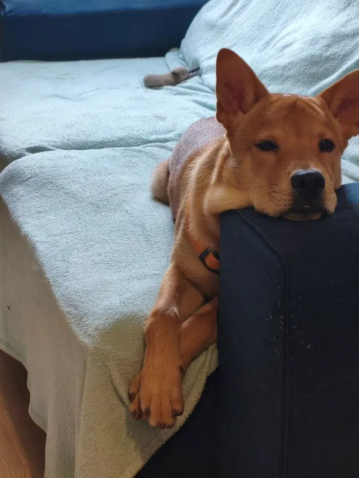 Cachorro raça SRD-ViraLata idade 2 a 6 meses nome Gohan