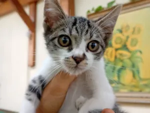 Gato raça SRD-ViraLata idade  nome sem nome