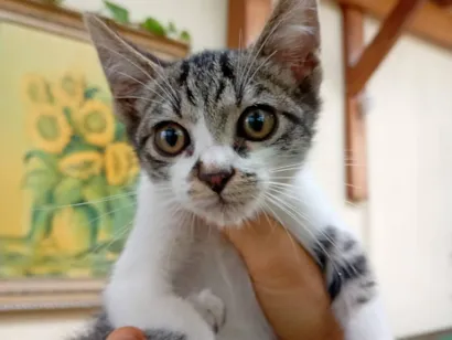 Gato raça SRD-ViraLata idade  nome sem nome