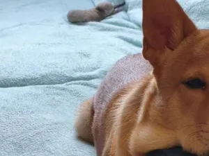 Cachorro raça SRD-ViraLata idade 2 a 6 meses nome Gohan