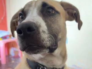 Cachorro raça Pit-Bull idade 1 ano nome julio