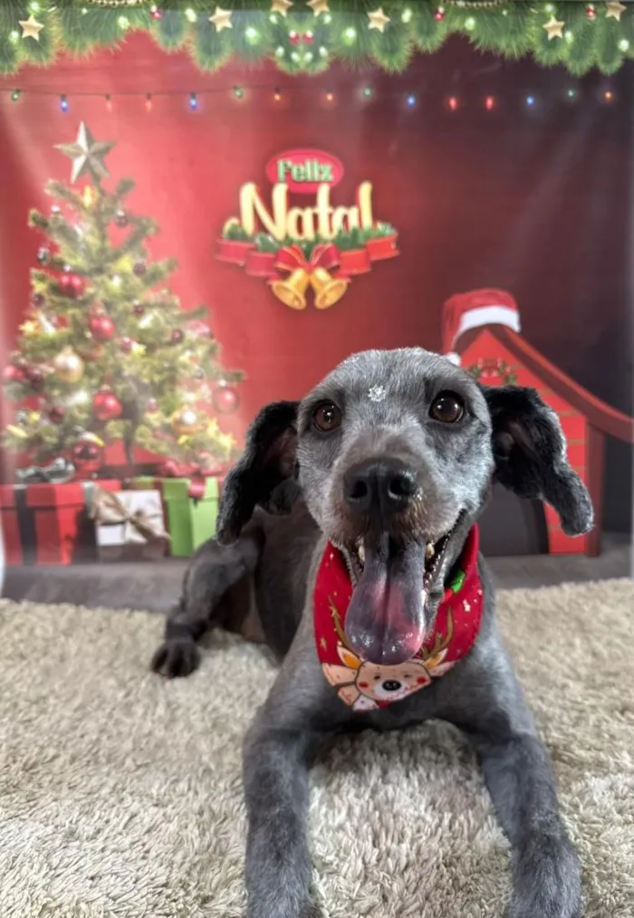 Cachorro raça SRD-ViraLata idade 5 anos nome lola