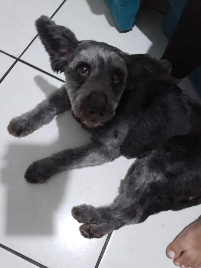 Cachorro raça SRD-ViraLata idade 5 anos nome lola