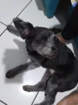 lola