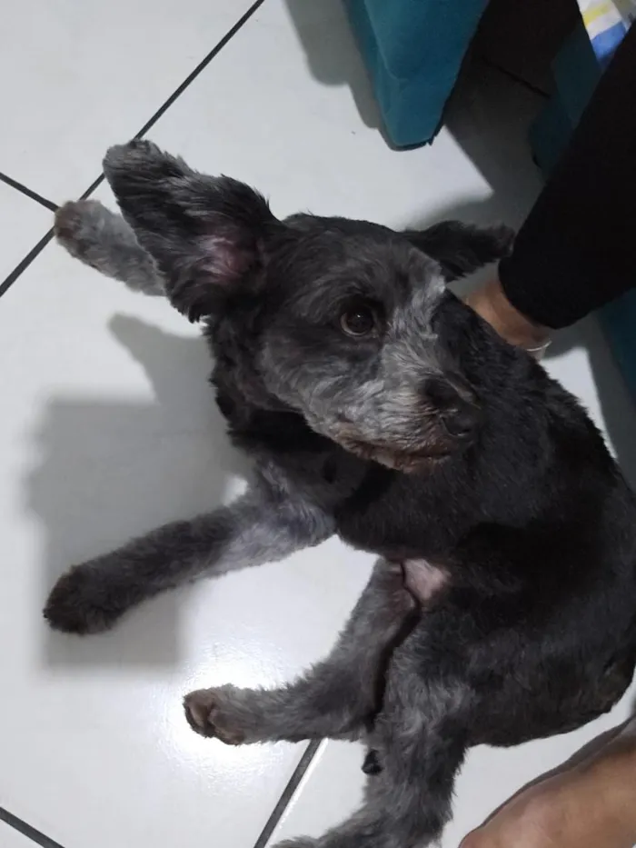 Cachorro raça SRD-ViraLata idade 5 anos nome lola