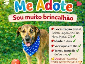 Cachorro raça SRD-ViraLata idade 1 ano nome THEO