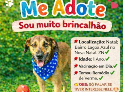 Cachorro raça SRD-ViraLata idade 1 ano nome THEO
