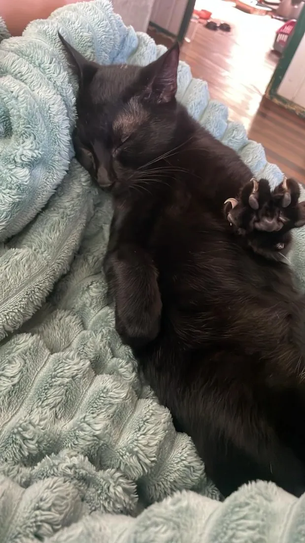 Gato raça SRD-ViraLata idade 2 a 6 meses nome Prdro