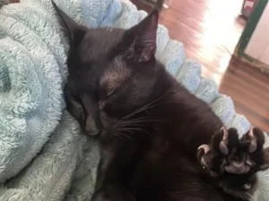 Gato raça SRD-ViraLata idade 2 a 6 meses nome Prdro