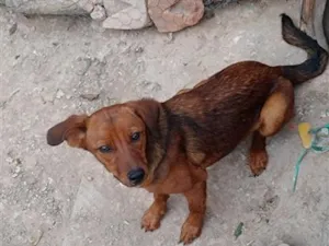 Cachorro raça SRD-ViraLata idade 2 a 6 meses nome menina