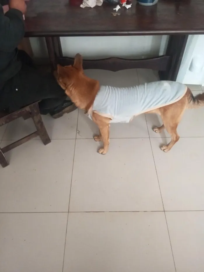 Cachorro raça SRD-ViraLata idade 1 ano nome Brandon 