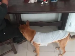 Cachorro raça SRD-ViraLata idade 1 ano nome Brandon 