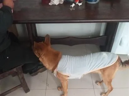 Cachorro raça SRD-ViraLata idade 1 ano nome Brandon 
