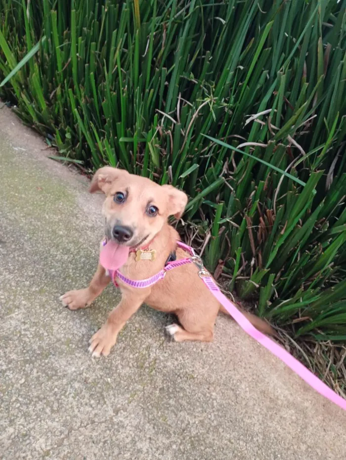 Cachorro raça SRD-ViraLata idade 7 a 11 meses nome Amora