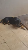 pipoca 