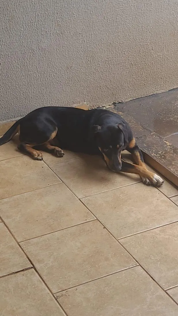 Cachorro raça SRD-ViraLata idade 1 ano nome pipoca 