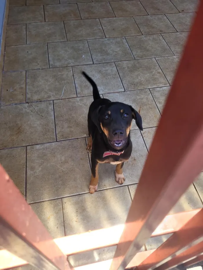 Cachorro raça SRD-ViraLata idade 1 ano nome pipoca 