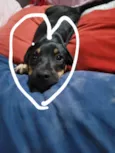 pipoca 