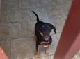 pipoca 