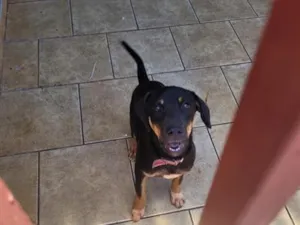 Cachorro raça SRD-ViraLata idade 1 ano nome pipoca 