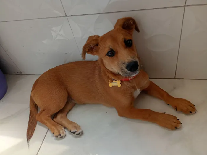 Cachorro raça SRD-ViraLata idade 7 a 11 meses nome Amora