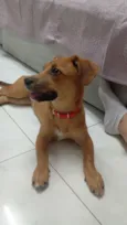 Amora