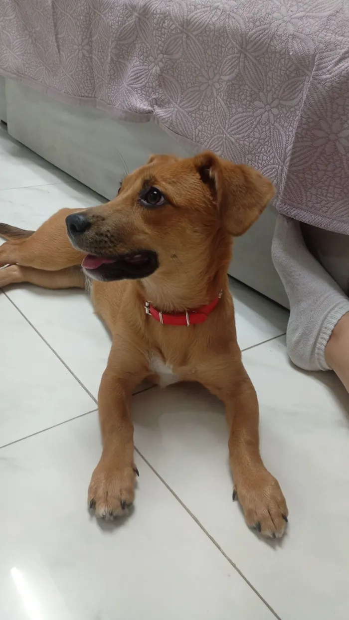 Cachorro raça SRD-ViraLata idade 7 a 11 meses nome Amora
