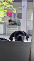 Apolo 