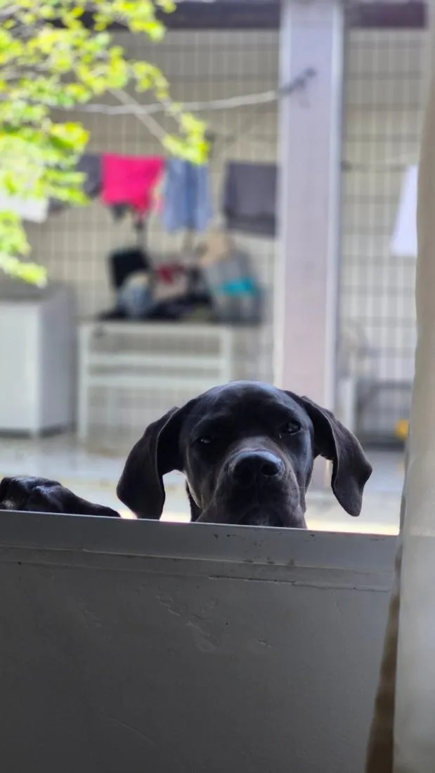 Cachorro raça Cane corso idade 2 a 6 meses nome Apolo 