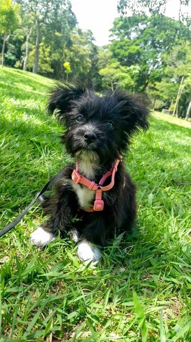 Cachorro raça SRD-ViraLata idade 7 a 11 meses nome Amora