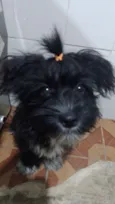 Amora