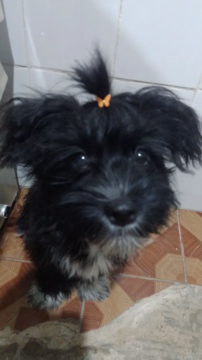 Cachorro raça SRD-ViraLata idade 7 a 11 meses nome Amora