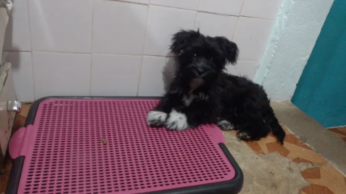 Cachorro raça SRD-ViraLata idade 7 a 11 meses nome Amora