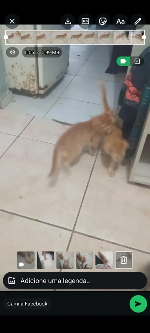 Gato raça SRD-ViraLata idade 2 a 6 meses nome Sem nomes
