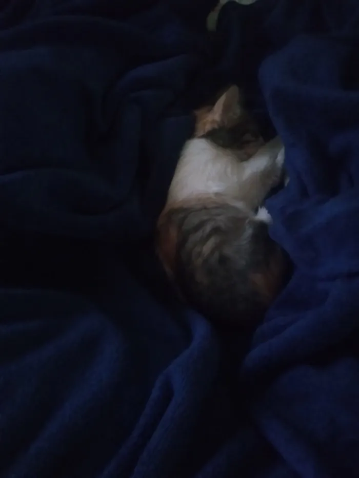 Gato raça SRD-ViraLata idade 2 a 6 meses nome sem nomes