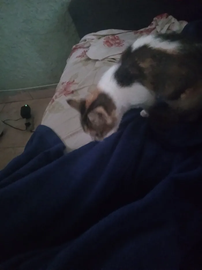 Gato raça SRD-ViraLata idade 2 a 6 meses nome sem nomes