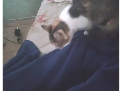 Gato raça SRD-ViraLata idade 2 a 6 meses nome sem nomes