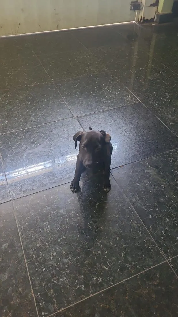 Cachorro raça SRD-ViraLata idade Abaixo de 2 meses nome pretinho 