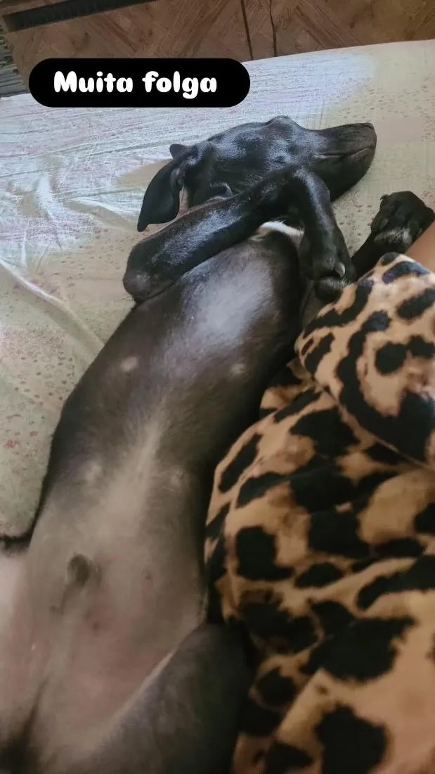 Cachorro raça SRD-ViraLata idade Abaixo de 2 meses nome pretinho 