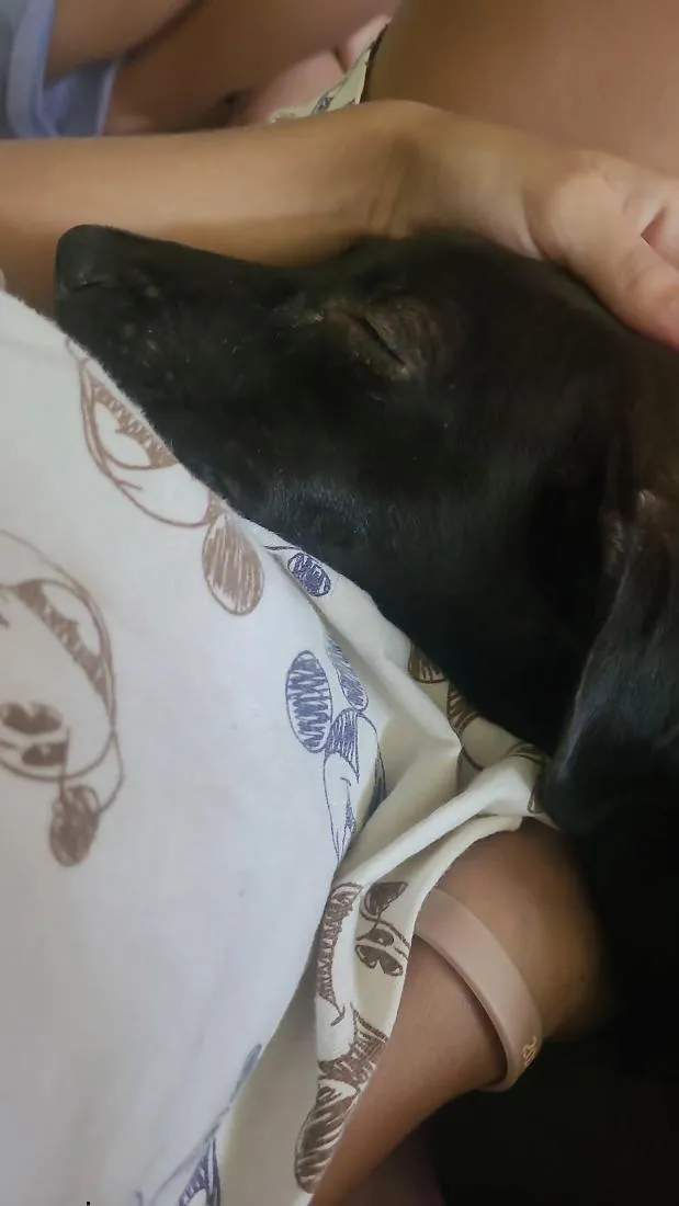 Cachorro raça SRD-ViraLata idade Abaixo de 2 meses nome pretinho 