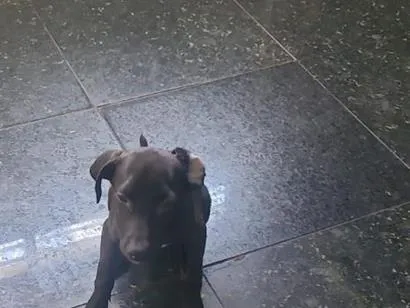 Cachorro raça SRD-ViraLata idade Abaixo de 2 meses nome pretinho 