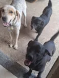thor, wood, shakira