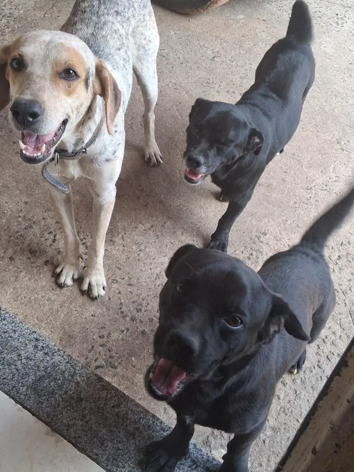 Cachorro raça SRD-ViraLata idade 3 anos nome thor, wood, shakira