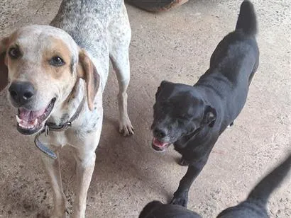 Cachorro raça SRD-ViraLata idade 3 anos nome thor, wood, shakira