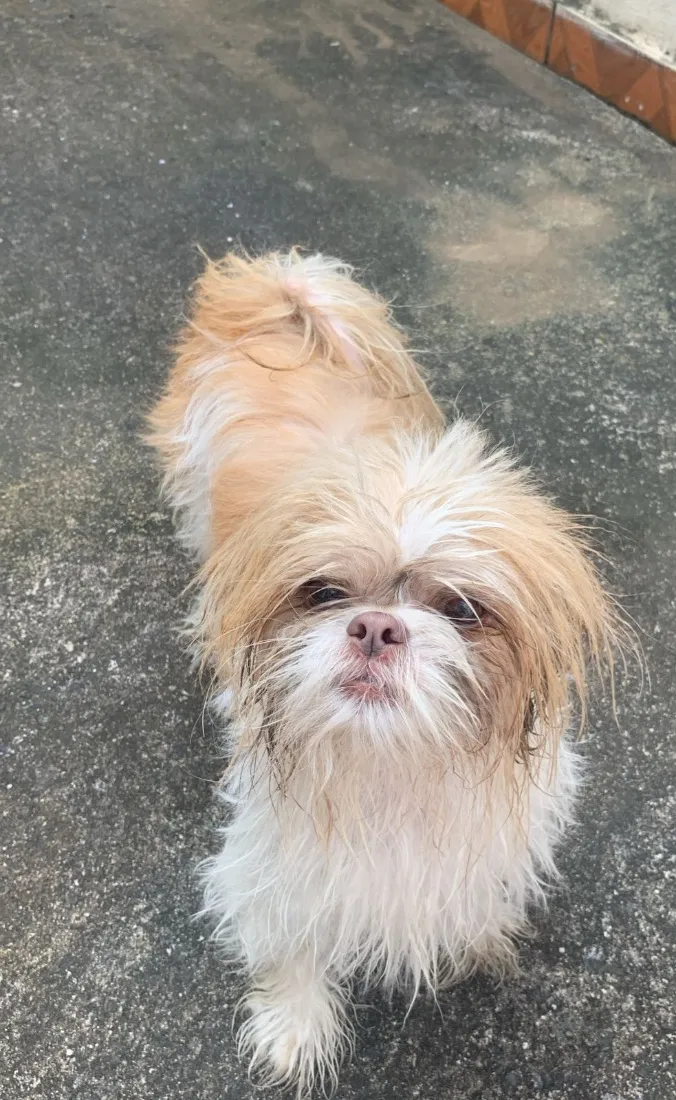 Cachorro raça Shitzu idade 4 anos nome Tifani 