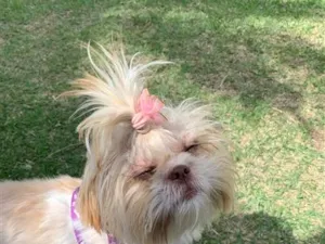 Cachorro raça Shitzu idade 4 anos nome Tifani 